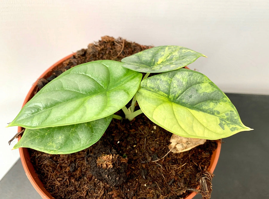 Alocasia Silver Dragon Variegata
