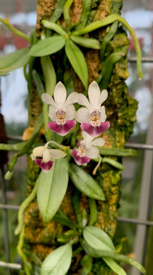 Phalaenopsis parishii