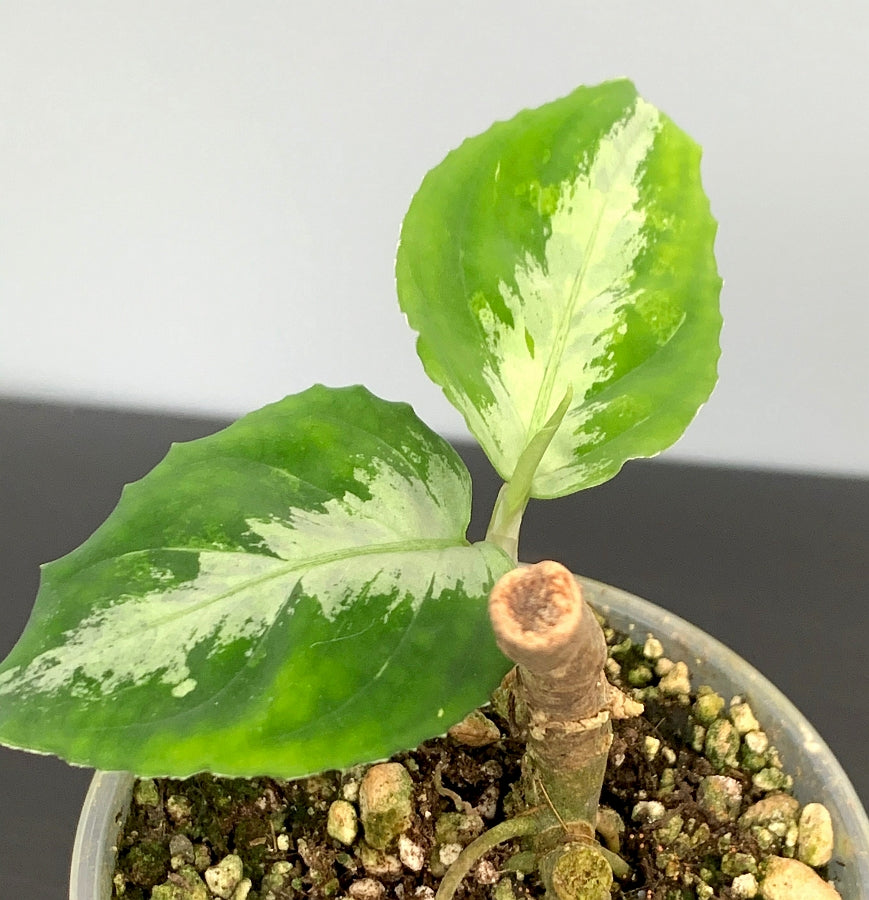 Aglaonema pictum "Bicolor"