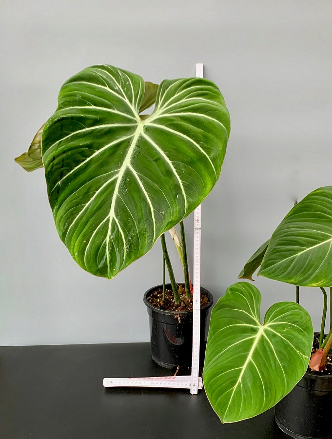 Philodendron gloriosum var giantea (Big Trunk) "Zebra with high contrast veining" (Leaf Cutting )