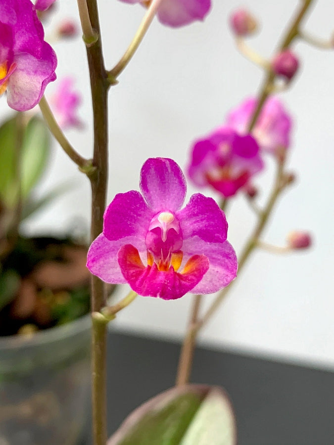 Phalaenopsis San Shia Appendo (Phal. appendiculata x Phal. pulcherrima)
