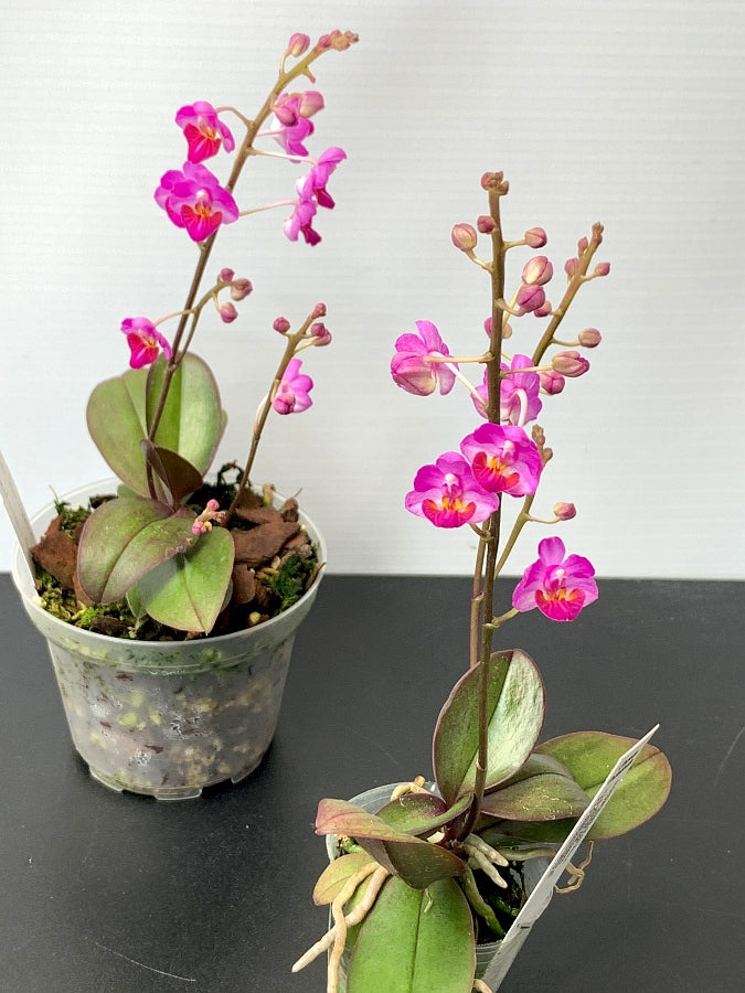 Phalaenopsis San Shia Appendo (Phal. appendiculata x Phal. pulcherrima)