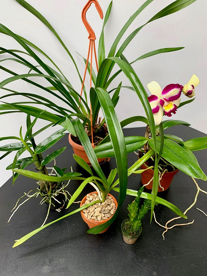 Orchideeen starters set "mix 6 st"