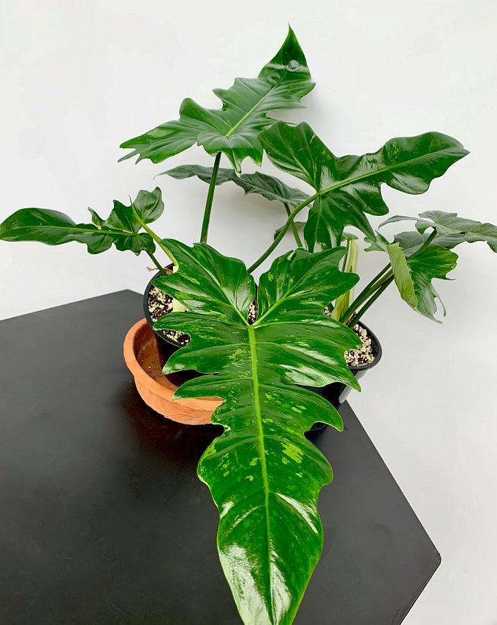 philodendron camouflage Philodendron Camouflage