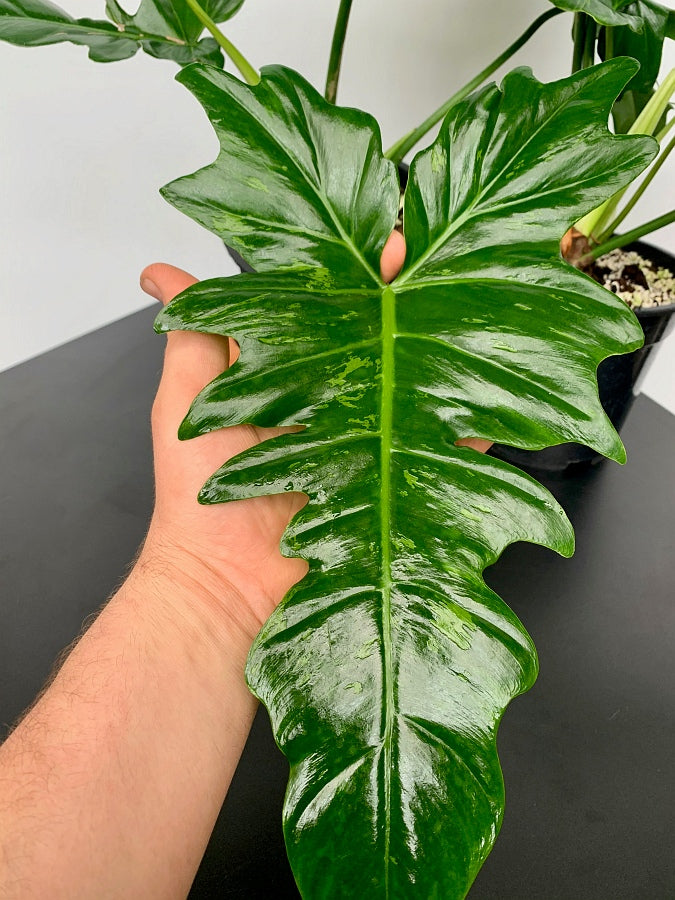 Philodendron Camouflage