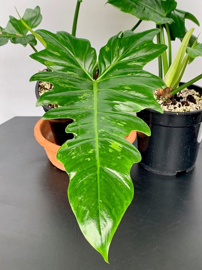 Philodendron Camouflage