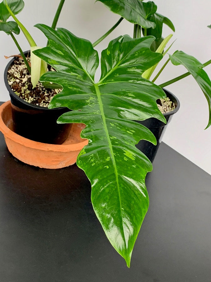 Philodendron Camouflage