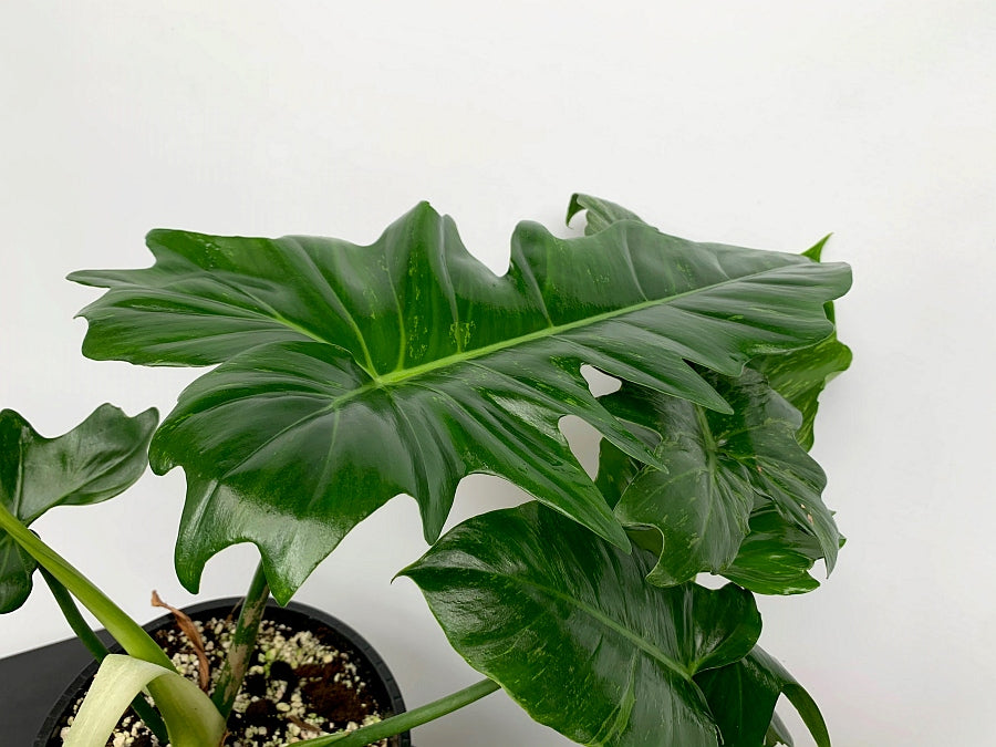 Philodendron Camouflage