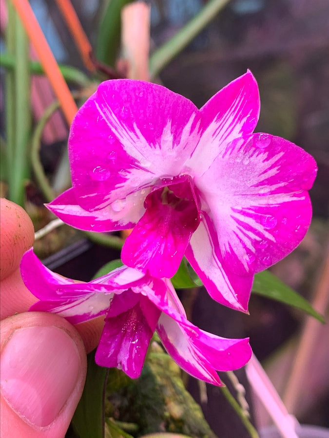 Dendrobium Enobi Stripe Pink Splash x Dendrobium Enobi Stripe Purple Splash