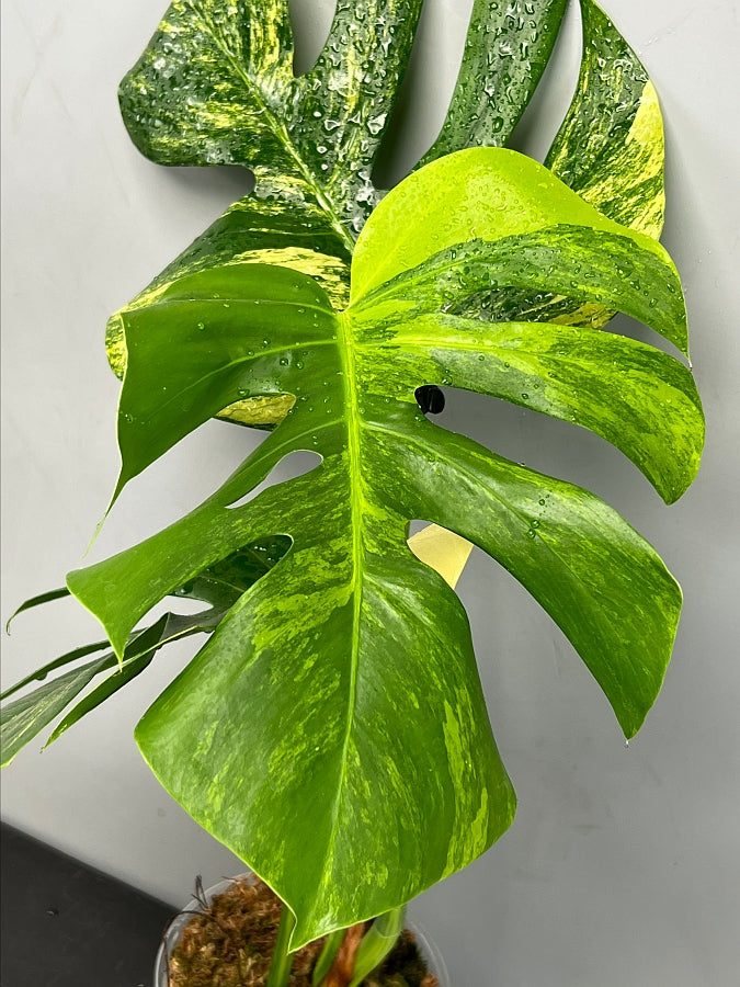 monstera deliciosa aurea variegata Monstera deliciosa borsigiana variegata aurea (2/3 Leaves)