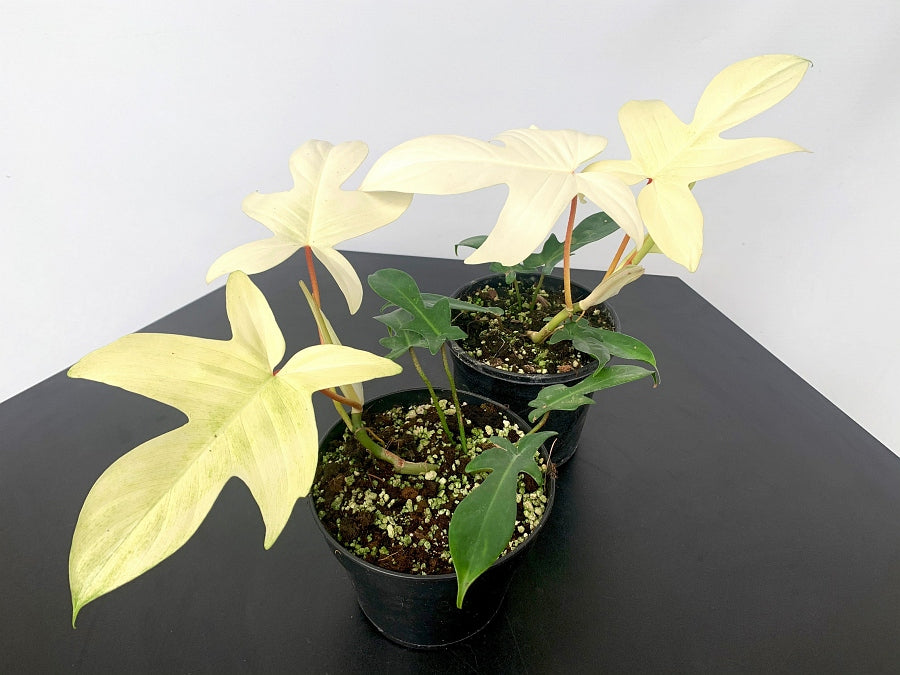 Philodendron "Florida Ghost" (Very Limited Available) 'Small Plant'