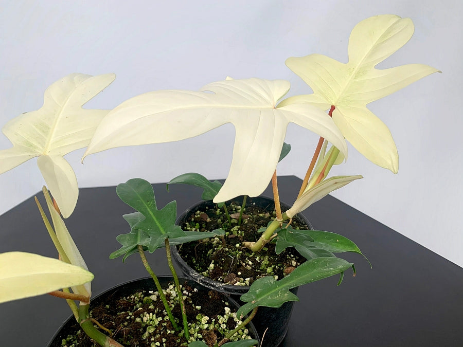 Philodendron "Florida Ghost" (Very Limited Available) 'Small Plant'