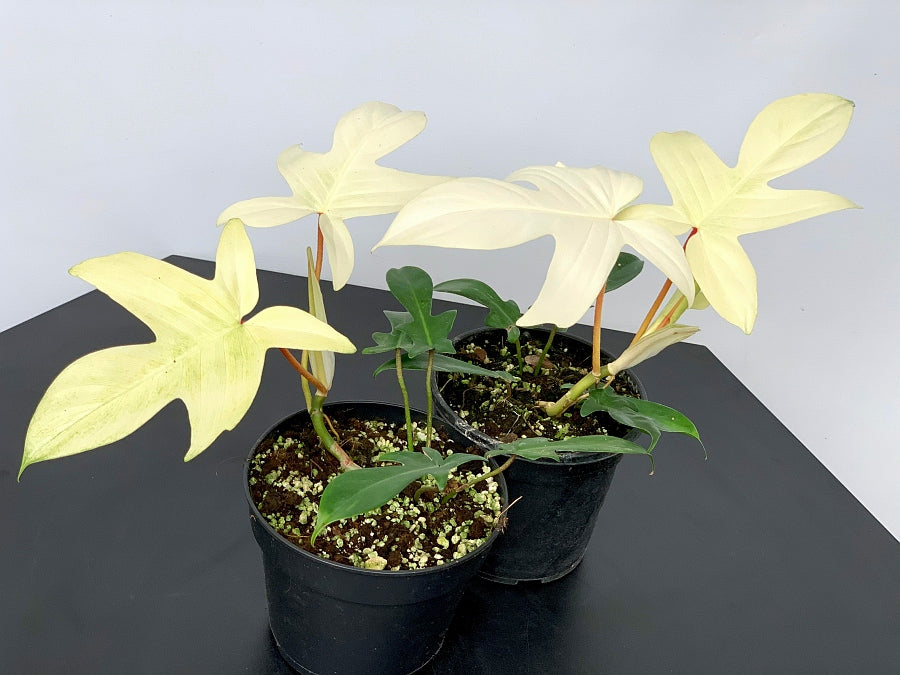 Philodendron "Florida Ghost" (Very Limited Available) 'Small Plant'