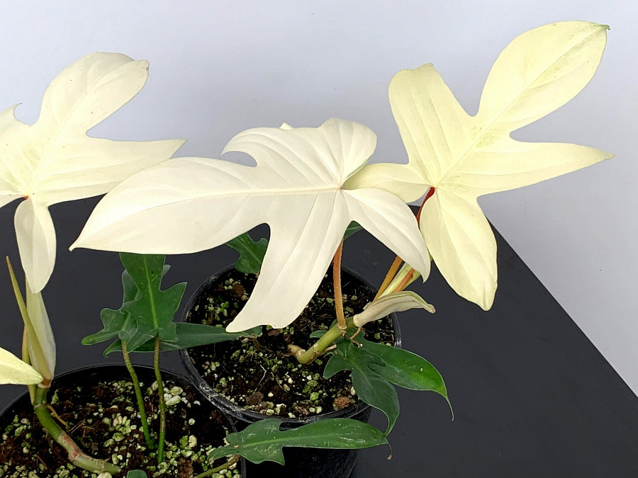 Philodendron "Florida Ghost" (Very Limited Available) 'Small Plant'
