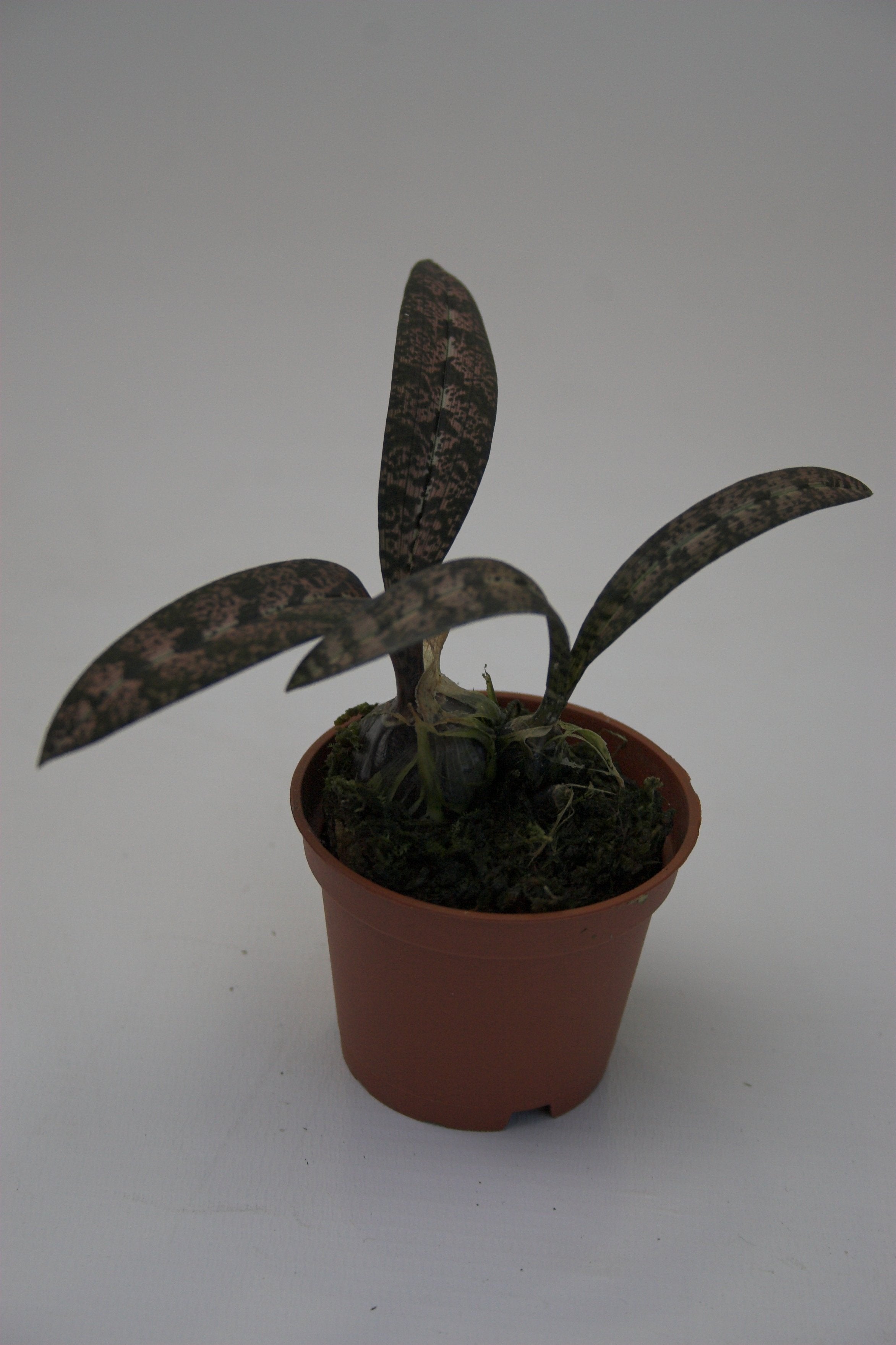 Oeceoclades spathulifera (Snake Orchid)