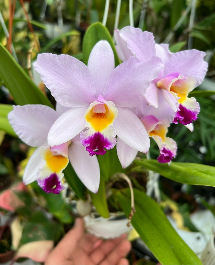 Laeliocattleya Star Parade 'Volcano Queen'