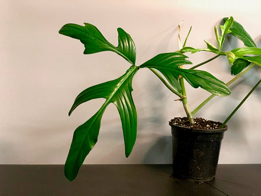 Philodendron quercifolium
