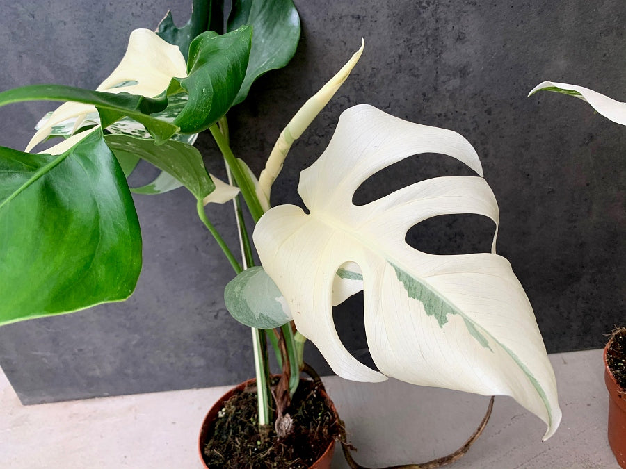 Monstera deliciosa Variegata albo ''Almost Full Moon '' (3 Blätter)