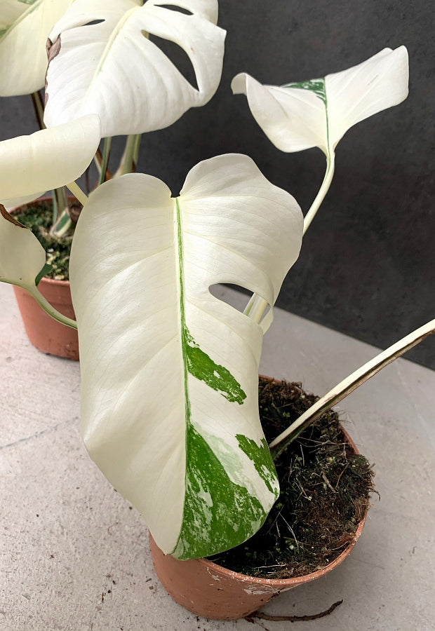 Monstera deliciosa Variegata albo ''Almost Full Moon '' (3 Blätter)