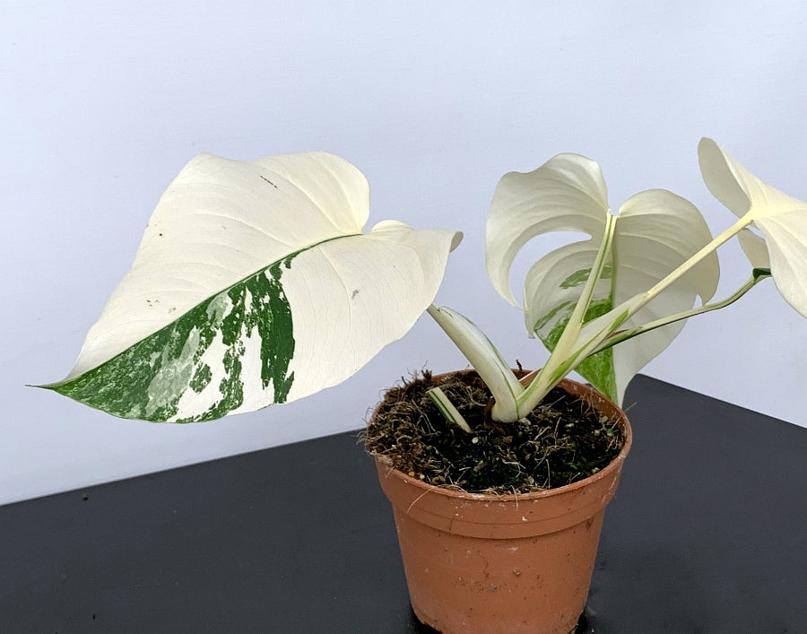 Monstera deliciosa Variegata albo ''Almost Full Moon '' (3 Blätter)