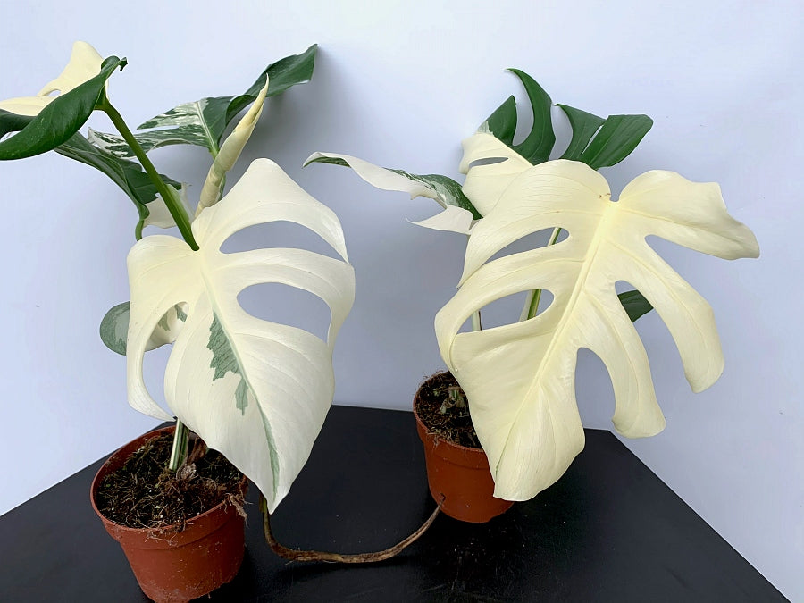 Monstera deliciosa Variegata albo ''Almost Full Moon '' (3 Blätter)