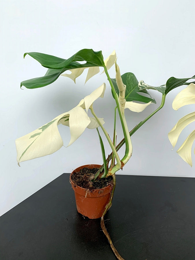 Monstera deliciosa Variegata albo ''Almost Full Moon '' (3 Blätter)