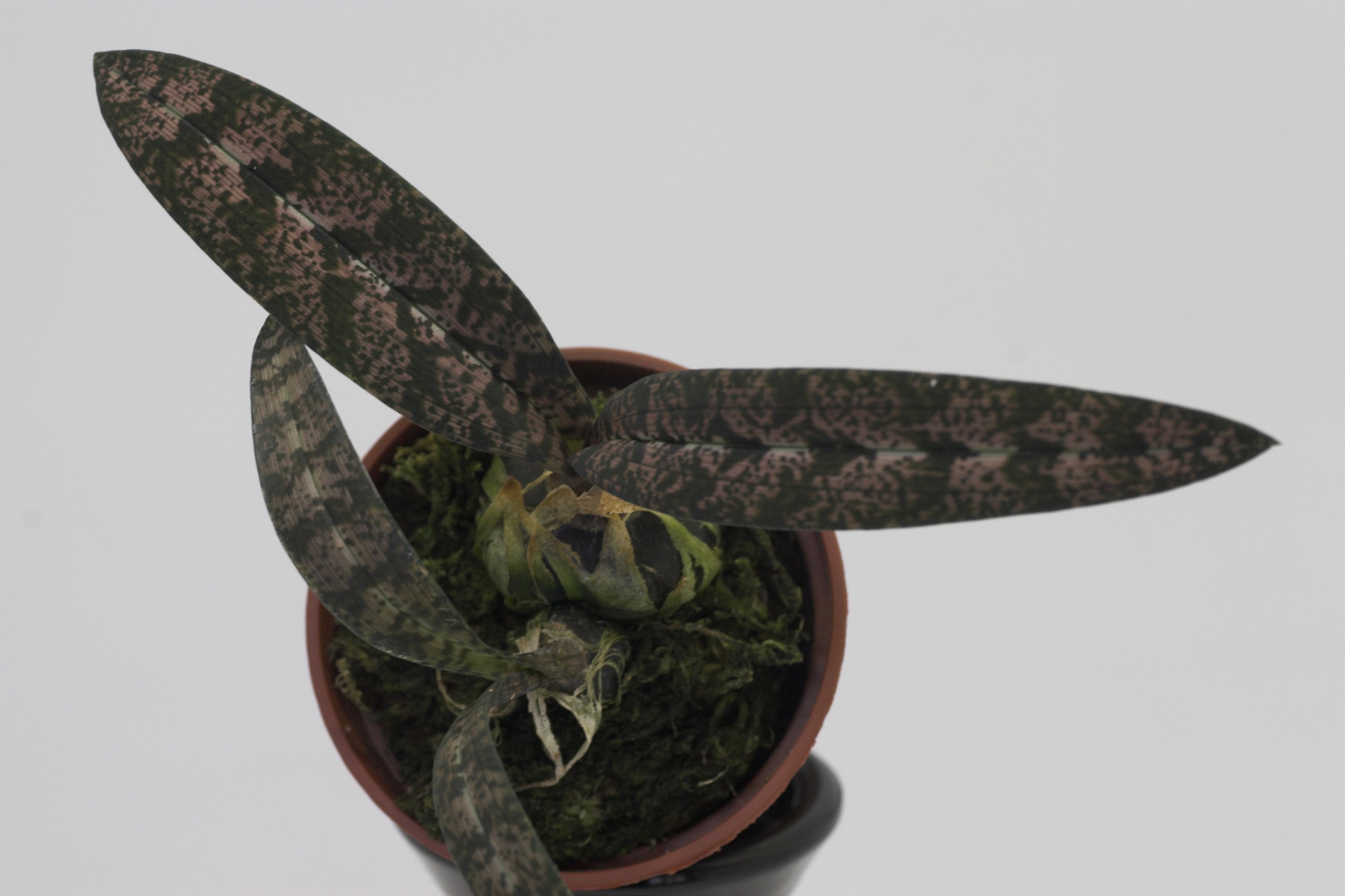 Oeceoclades spathulifera (Snake Orchid) Big Plant