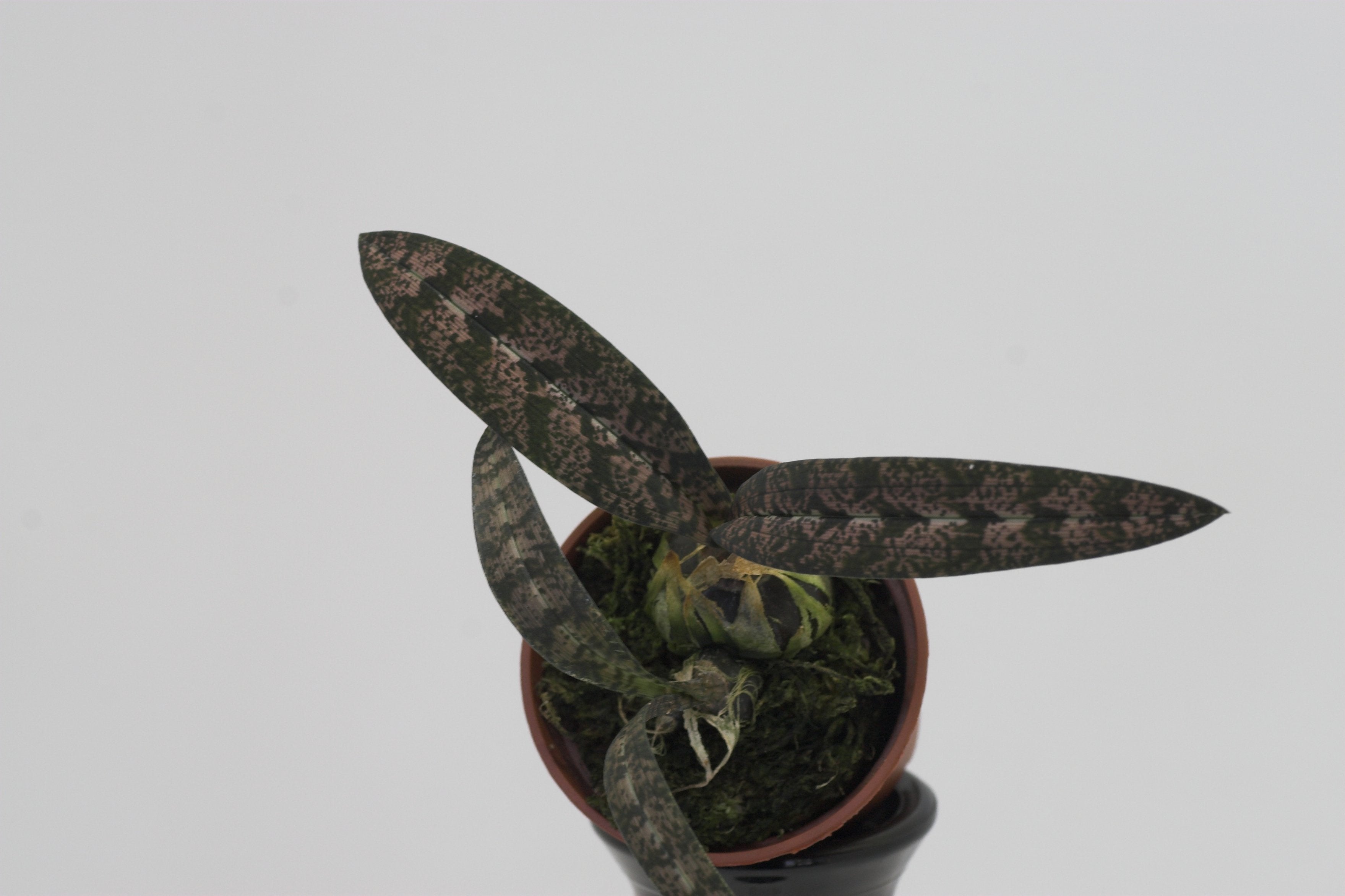 Oeceoclades spathulifera (Snake Orchid)