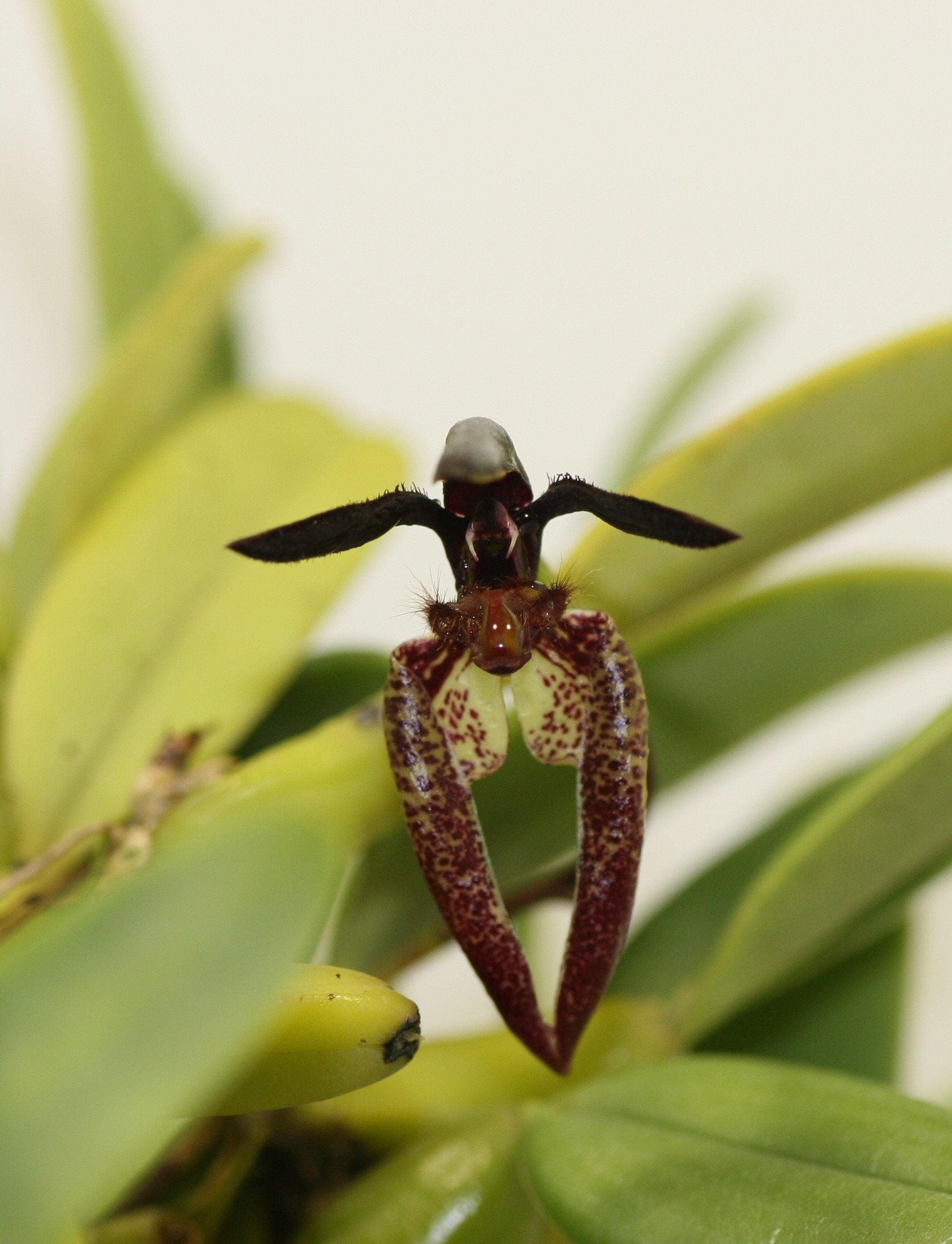 Bulbophyllum lasiochilum "Dark"