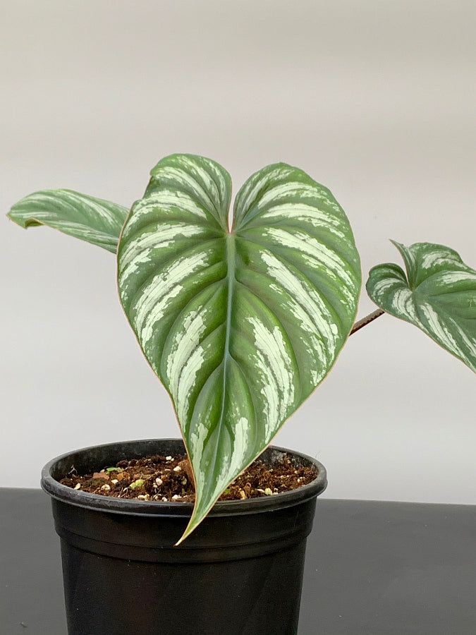 Philodendron mamei (Selection 2) "Dark Silver Leaf"