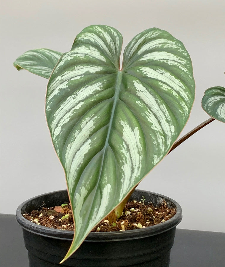 Philodendron mamei (Selection 2) "Dark Silver Leaf"
