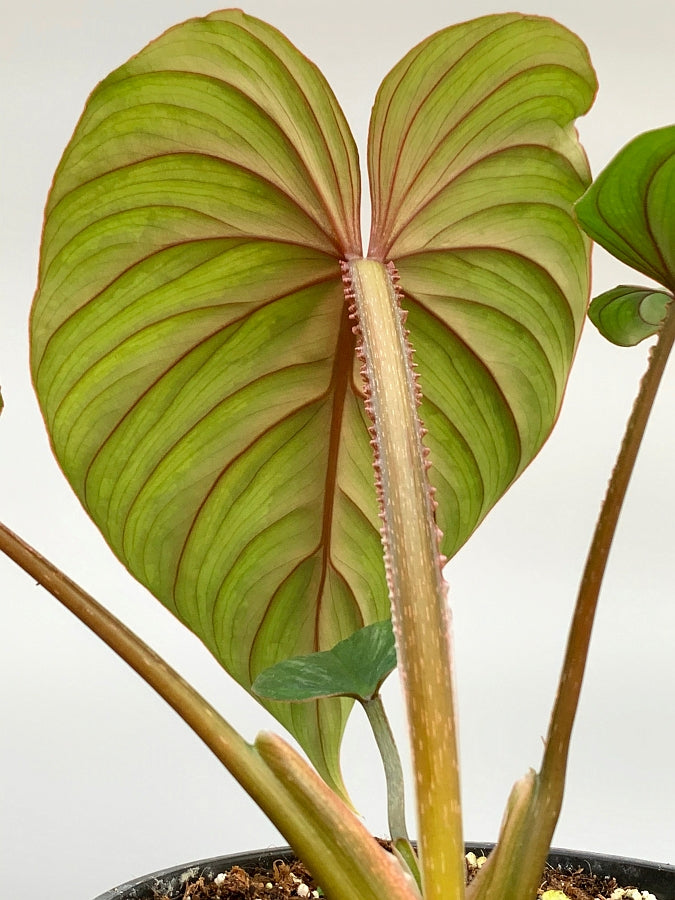 Philodendron mamei (Selection 2) "Dark Silver Leaf"
