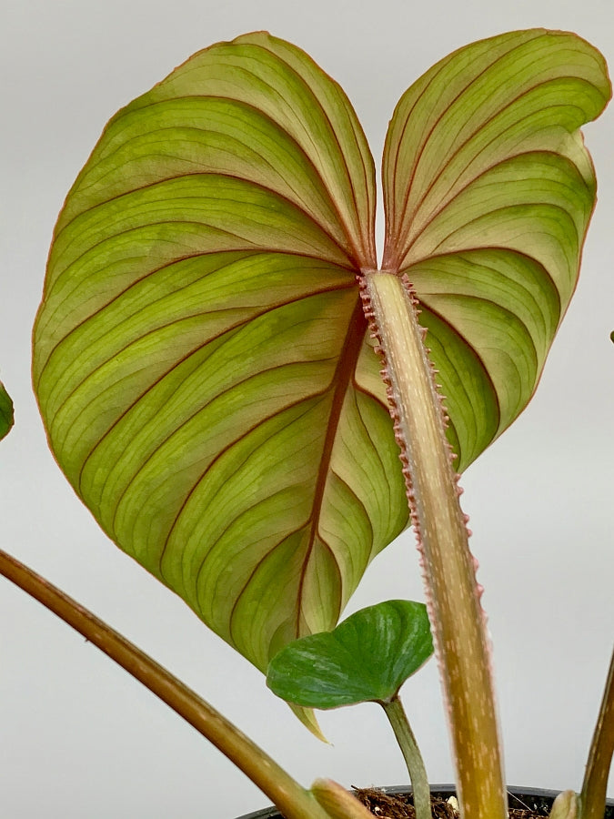 Philodendron mamei (Selection 2) "Dark Silver Leaf"