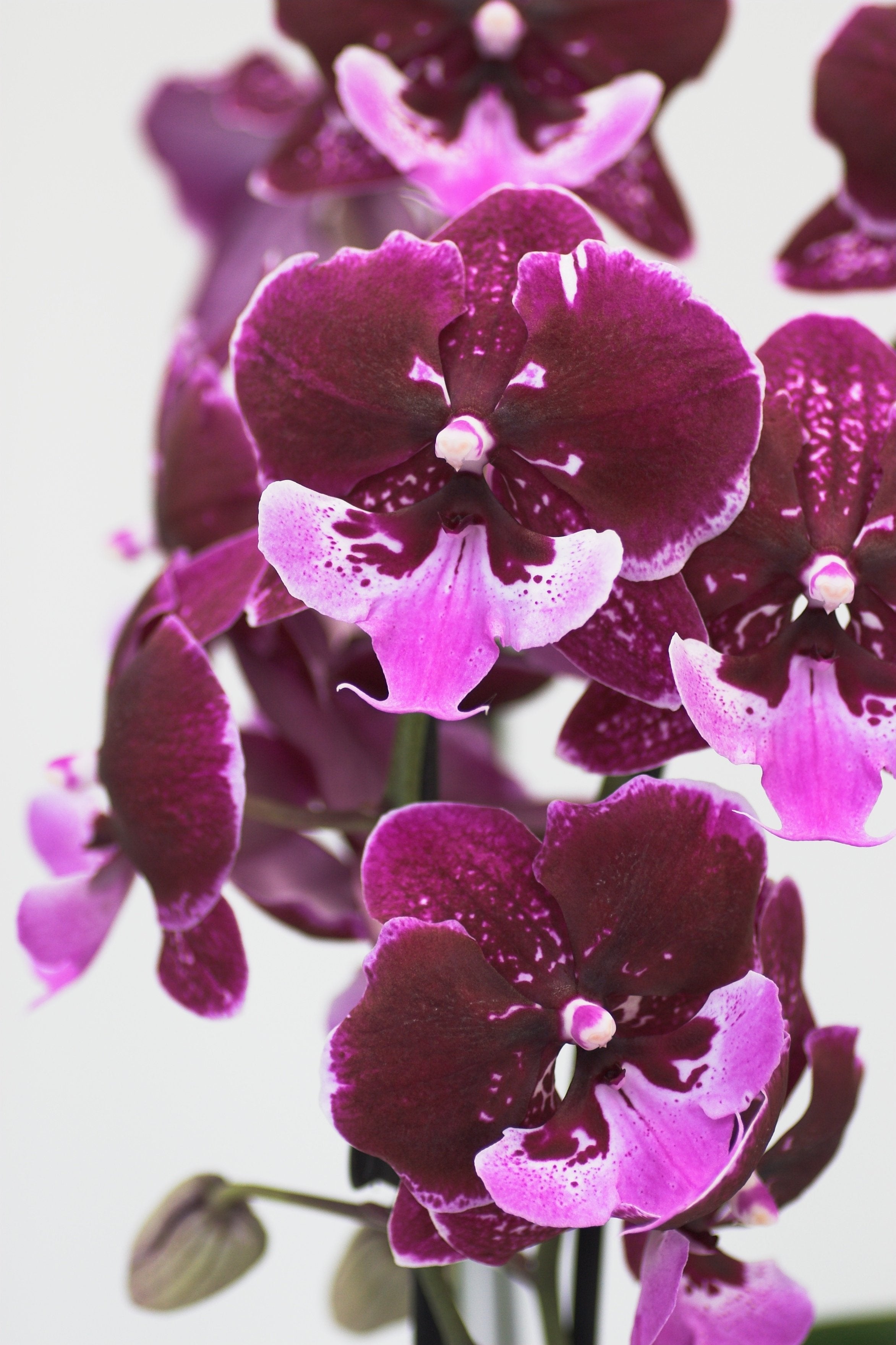 Phalaenopsis Chia Shing Hot Kiss "Liu's" (Yu Pin Fireworks x Chia-Shing Focus)
