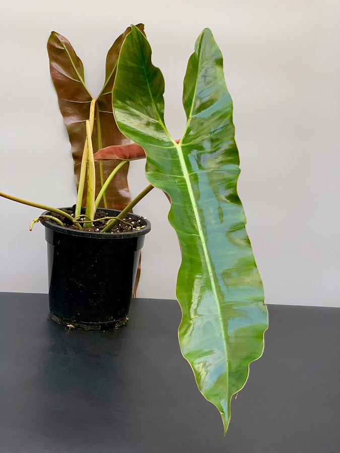 philodendron atabapoense large Philodendron atabapoense "Big leaves" (Large plant)