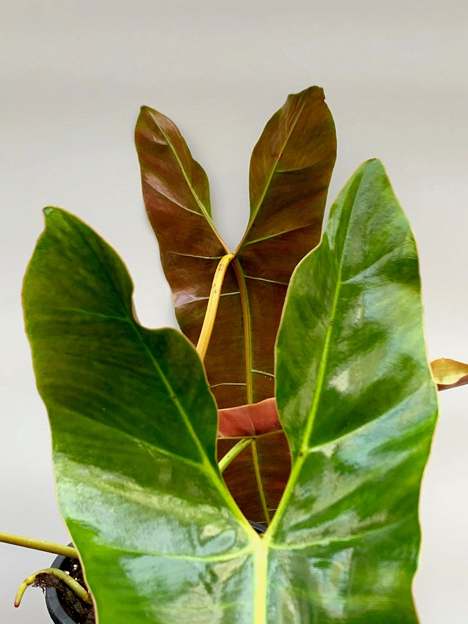 Philodendron atabapoense "Big leaves" (Large plant)