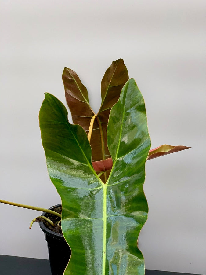Philodendron atabapoense "Big leaves" (Large plant)