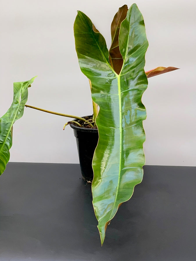 Philodendron atabapoense "Big leaves" (Large plant)