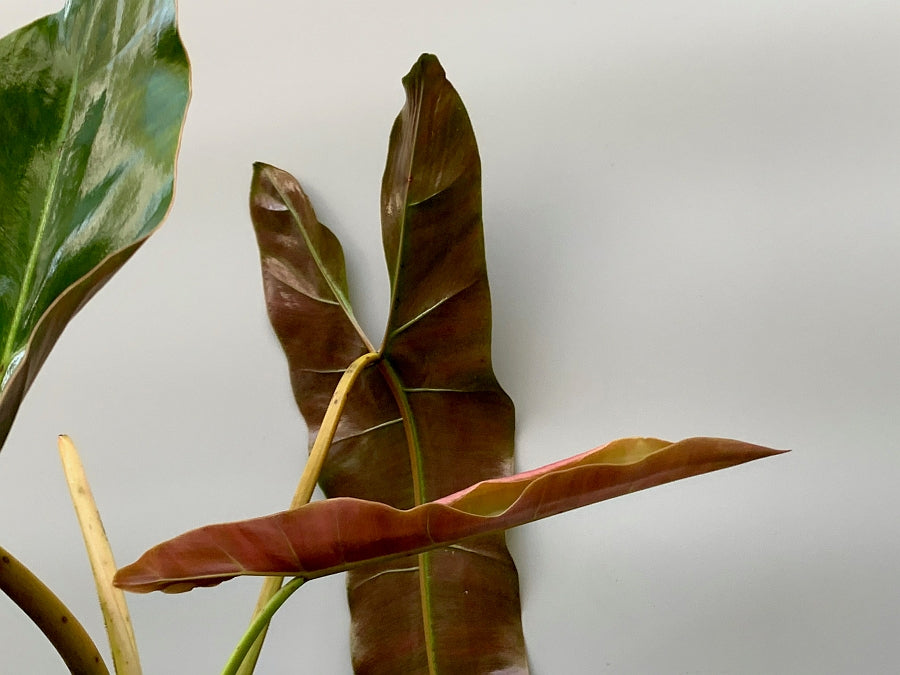 Philodendron atabapoense "Big leaves" (Large plant)