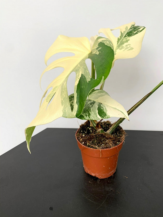 Monstera deliciosa Variegata albo ''Almost Full Moon '' (3 Blätter)