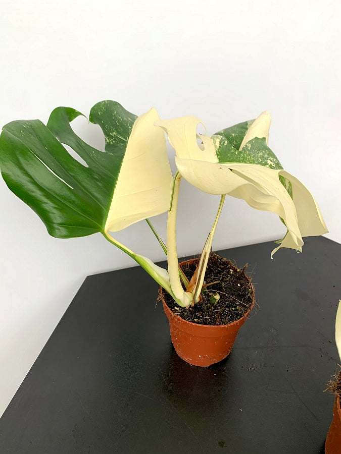 Monstera deliciosa Variegata albo ''Almost Full Moon '' (3 Blätter)