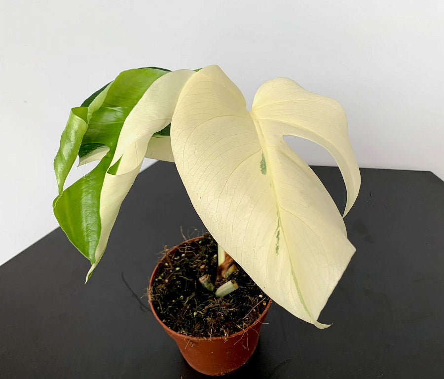 Monstera deliciosa Variegata albo ''Almost Full Moon '' (3 Blätter)