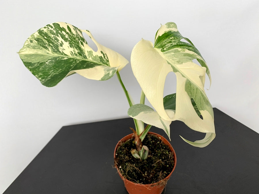 Monstera deliciosa Variegata albo ''Almost Full Moon '' (3 Blätter)