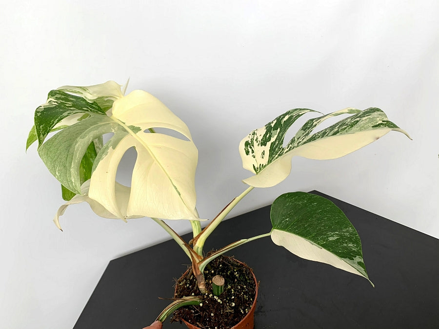 Monstera deliciosa Variegata albo ''Almost Full Moon '' (3 Blätter)
