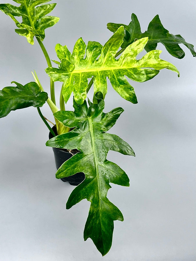 philodendron bob cee Philodendron Bob Cee variegated (4-5 leaves)