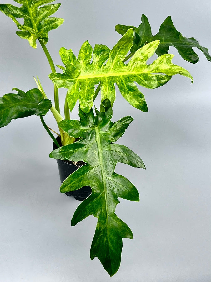 Philodendron Bob Cee Variegated