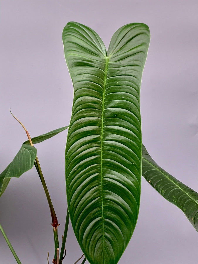 Philodendron sharoniae Mosquera (Medium Plant)