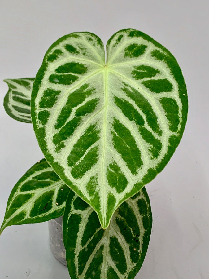 Anthurium crystallinum "Silver Queen" (Groß pflanze)
