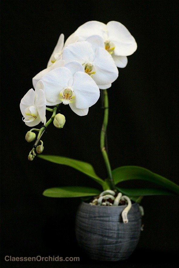 Phalaenopsis Formidablo No,9 (Big Flower) (Met keramiek grijze pot)