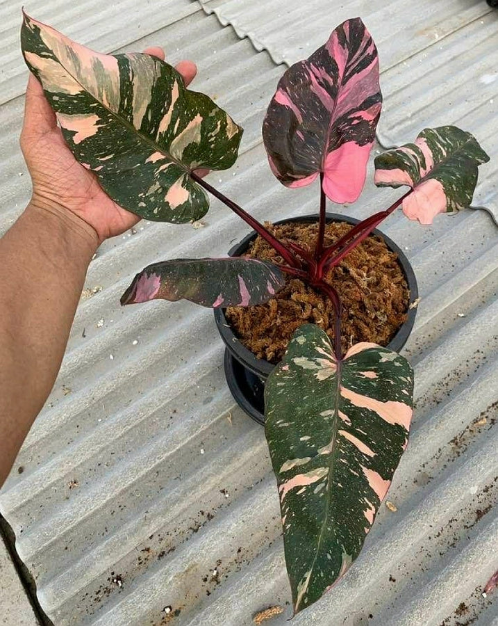 Philodendron Pink Princess "Marble" Viel Rosa Variegata (Mittel pflanze)